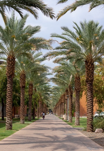 Palm Walk at Arizona State University