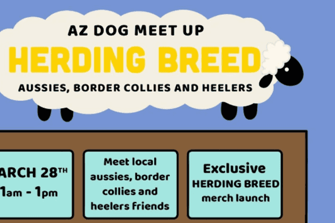 Oaty Bear: Herding Dog Meetup