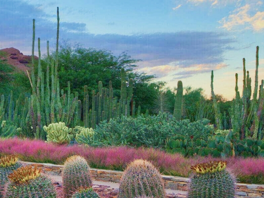 Cacti at the Desert Botanical Garden
